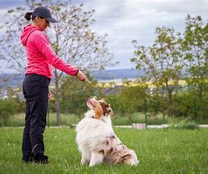 Dog Training: 10 Simple Things Every Well-Behaved Dog Should Know (Really Simple Dog Training)