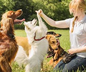 Dog Training: 10 Simple Things Every Well-Behaved Dog Should Know (Really Simple Dog Training) Dog Training: 10 Simple Things Every Well-Behaved Dog Should Know (Really Simple Dog Training)
