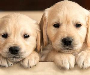 Dogs, dogs, Dogs Dogs, dogs, Dogs