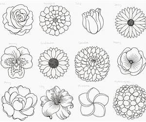 Drawing Flowers Drawing Flowers