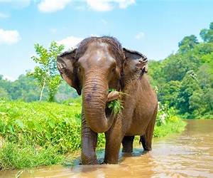 Elephant