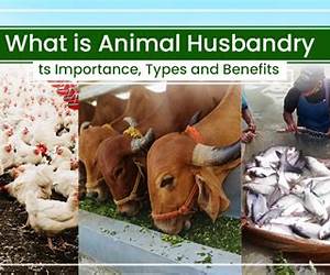 Ethical Aspects of Animal Husbandry