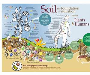 Everything living tries to get back to the soil Everything living tries to get back to the soil