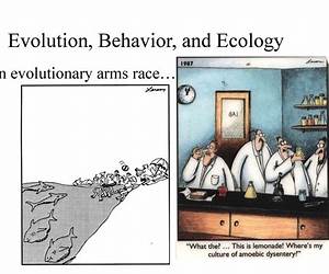 Evolution and Behavior (Foundations of Psychology)