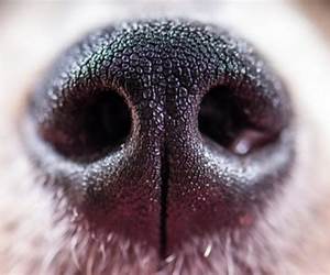 Fangs and a Wet Nose (Unmated at Midnight #8)