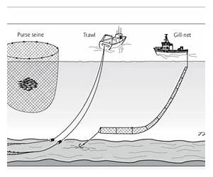 Fisheries Techniques Fisheries Techniques