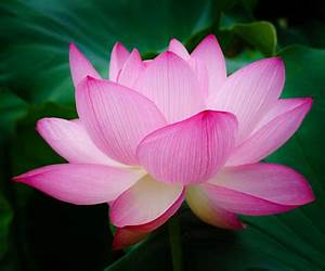 Flowers (Plant Parts) Flowers (Plant Parts)