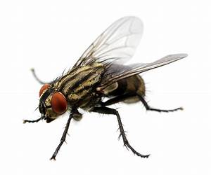 Fly, Butterfly