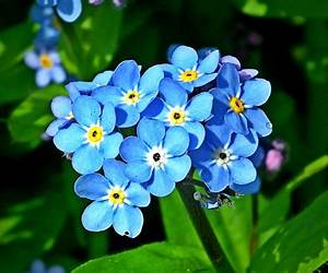 Forget Me Not Forget Me Not