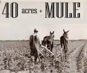 Forty Acres and a Mule