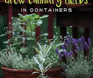 Growing Culinary Herbs