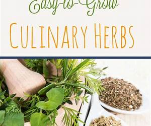 Growing Culinary Herbs
