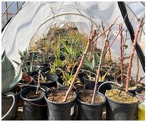 Growing Food in a Hotter, Drier Land: Lessons from Desert Farmers on Adapting to Climate Uncertainty
