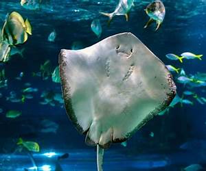Happy Sea, Happy Do! (Spongebob Squarepants) Happy Sea, Happy Do! (Spongebob Squarepants)