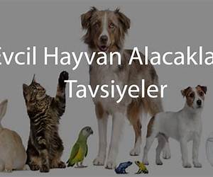 Hayvan! (Aşk, Ayrılık, İhanet, Seks)