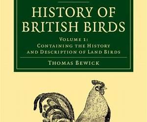 History of British Birds: Volume 2, Containing the History and Description of Water Birds (Cambridge Library CollectionZoology)