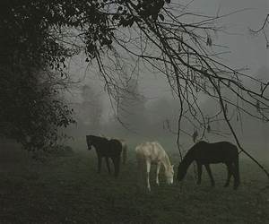 Horses In The Fog