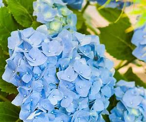 Hortensias Blues