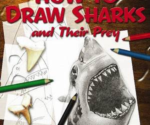 How To Draw Sharks and Their Prey