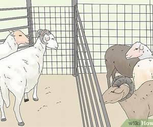 How to Breed Sheep, Geese and English Eccentrics