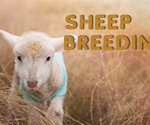 How to Breed Sheep, Geese and English Eccentrics How to Breed Sheep, Geese and English Eccentrics