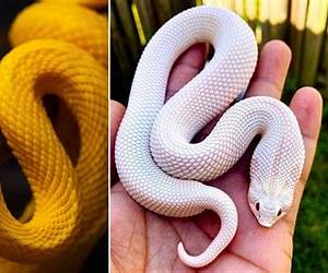 Incredible Snakes: Fun Animal Books for Kids With Facts Incredible Photos (Exploring Our Incredible World Childrens Book Series)