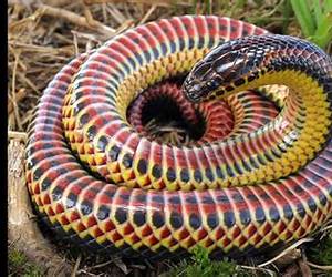 Incredible Snakes: Fun Animal Books for Kids With Facts Incredible Photos (Exploring Our Incredible World Childrens Book Series)
