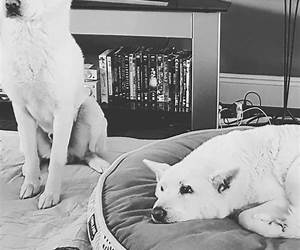 Jindo and the Moon (Jindo Tales presents #1) Jindo and the Moon (Jindo Tales presents #1)