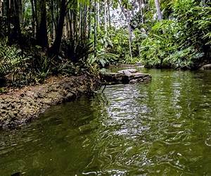 Jungle River