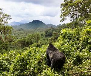 Jungle Worlds