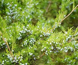 Juniper by Hannah Kollef Juniper by Hannah Kollef