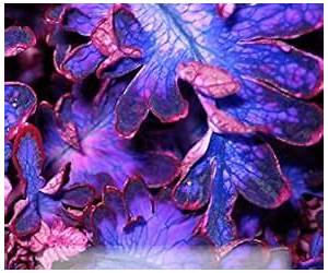 Kedri Dancer: Colony World 1.2.1T