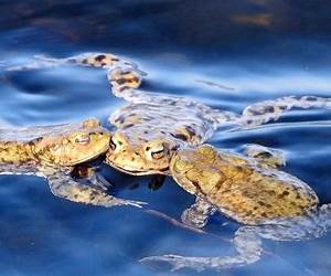 Kissing Toads: The Sweet Curse (Book 1)