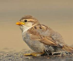 Kleine vogel, grote man
