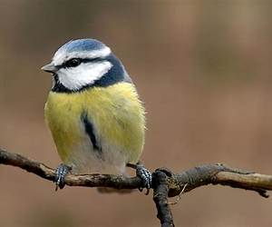 Kleine vogel, grote man Kleine vogel, grote man