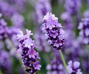 LAVENDER LAVENDER