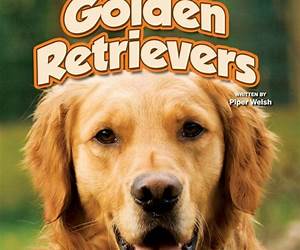 Let's Hear It For Golden Retrievers (Dog Applause) Let's Hear It For Golden Retrievers (Dog Applause)