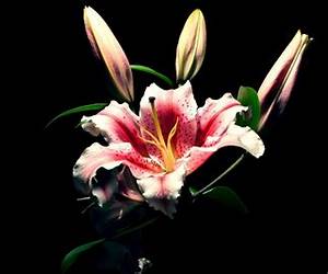 Lilies By Beth Muse