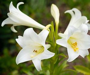 Lilies By Beth Muse