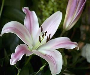 Lily By Kate Hamilton Lily By Kate Hamilton