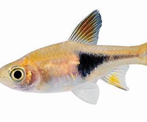 Little Fish
