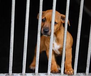 Lock Up the Dogs Lock Up the Dogs