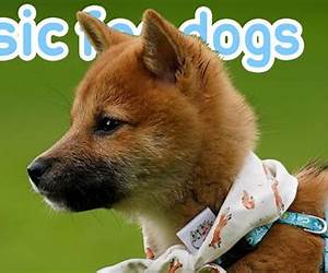 Música para perros Música para perros
