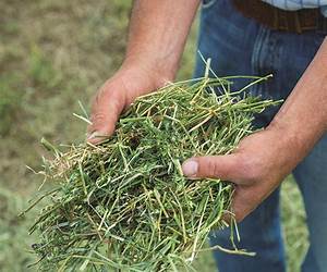 Making Hay: How to Cut, Dry, Rake, Gather, and Store a Nourishing Crop. A Storey BASICS® Title