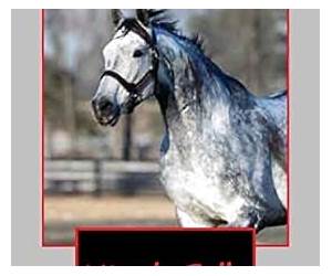 Miracle Belle, A Horse with a Secret
