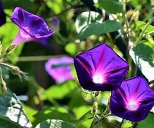 Morning Glories: Deluxe Collection, Volume 2 Morning Glories: Deluxe Collection, Volume 2