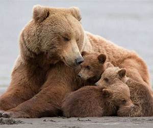 Mother Bears