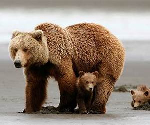 Mother Bears Mother Bears