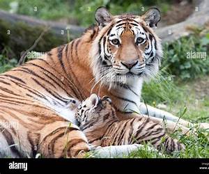 Mother and the Tiger: A Memoir of the Killing Fields
