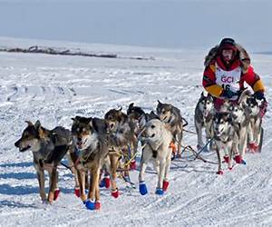 Musher Author Marcus Malte